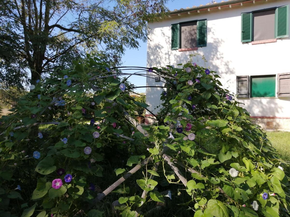 Da Pino Konuk evi Montemerano Dış mekan fotoğraf